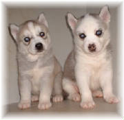 chyanne-pups-april-11-heidi-sanders.jpg
